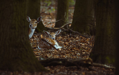 Damwild in einem Gehege