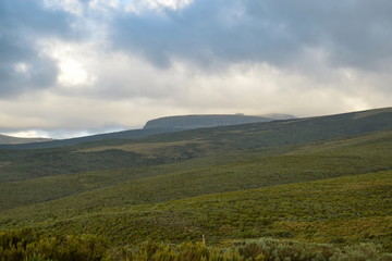 High altitude moorland and giant groundsels at Mount Kenya
