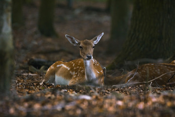 Damwild liegt ein einem Wald innerhalb eines Geheges