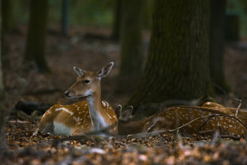 Fototapeta premium Damwild liegt ein einem Wald innerhalb eines Geheges