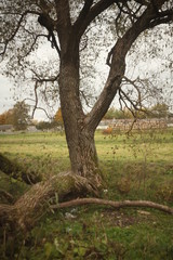 Fototapeta premium beautiful old willow and garbage in the grass/lack of culture