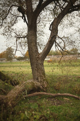 Obraz premium beautiful old willow against rural landscape