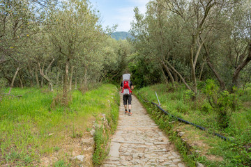 Obraz premium Father carrying a child carrier and walking through olive orchard.