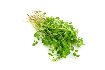 A Bunch of Fresh Raw Wild Thyme. Also Tymus Vulgaris, Common, German or Garden Thyme, Isolated on...