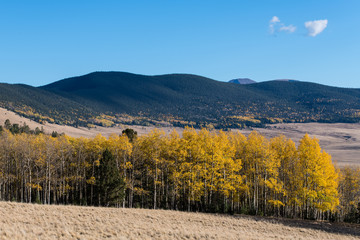 Fototapeta premium Autumn scene of a golden yellow aspen grove along the edge of a grassy meadow with distant open rangeland and mountains
