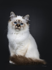Stunning tabby point Sacred Birman cat kitten sitting with tail around body and looking into lens with marvelous blue eyes, isolated on black background
