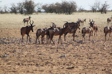 Impala en savane africaine