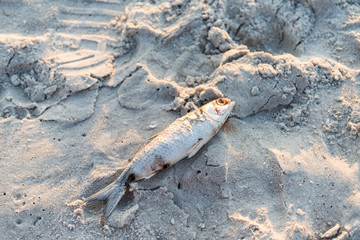 Closeup of one dead fish, blood washed up during red tide algae bloom toxic in Naples beach in Florida Gulf of Mexico during sunset on sand