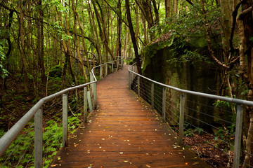 Raised walkway in rainforest floor near Katoomba in New South Wales, Australia