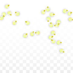 Vector Realistic Pink Petals Falling on Transparent Background.  Spring Romantic Flowers Illustration. Flying Petals. Sakura Spa Design. Blossom Confetti.