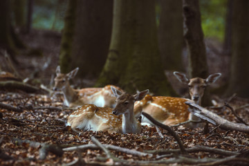 Damwild liegt ein einem Wald innerhalb eines Geheges