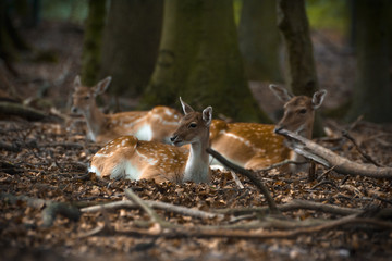 Damwild liegt ein einem Wald innerhalb eines Geheges