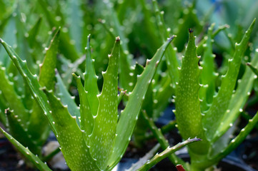 Aloe succulent plant green background full frame 