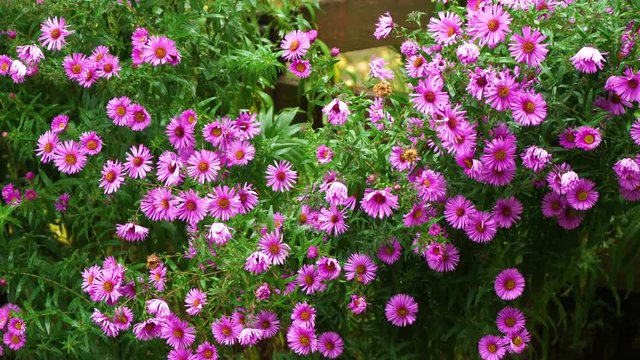 Rainy autumn cold weather. Heavy rain falling down isolated on purple flowers background. Real time 4k video footage.