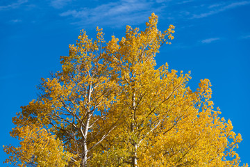 The treetops of aspen trees in golden autumn colors contrasted against a brilliant blue sky