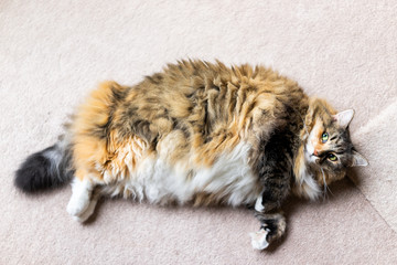 Closeup flat top lay view down below of calico maine coon cat lying on carpet in room looking up,...