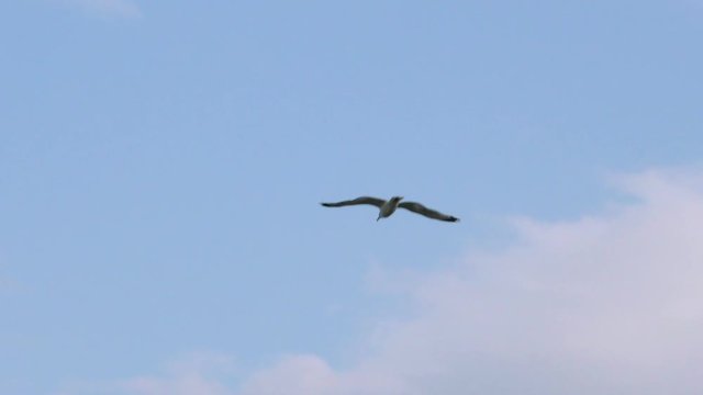 Seagull flies high in the blue sky. A free wild bird soars in the clouds.