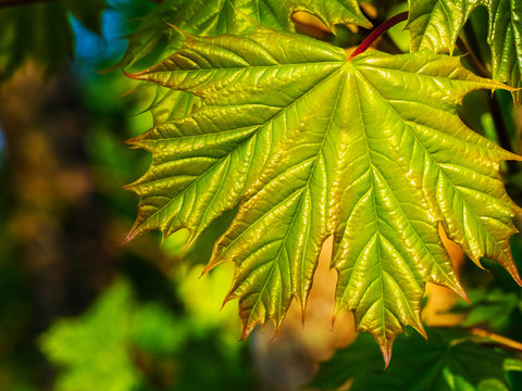 Close up shot of green maple leave with brown leaf ends in blurred background. Autumn beginning