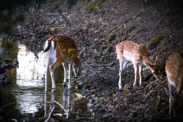 Damwild in einem Gehege an einer Wasserstelle