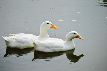 Naklejka na ściany i meble two ducks in the water