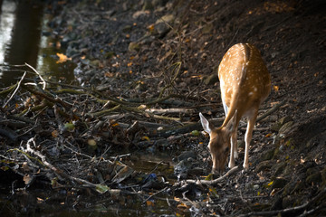 Damwild in einem Gehege an einer Wasserstelle
