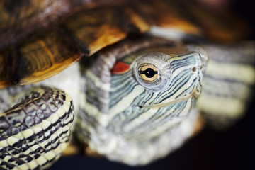 Young red-eared turtle with beautiful natural pattern