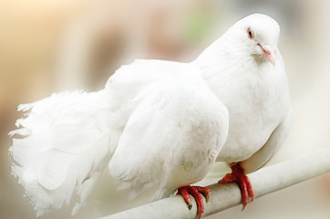 Beautiful white dove, closeup.