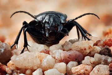 Macro shot of moustache beetle on sand