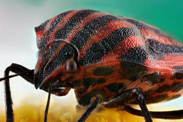 Stink bug bar "Graphosoma lineatum"is sitting on camomile