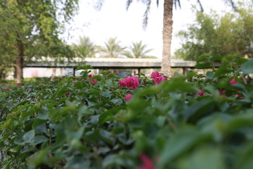 Obraz premium Red flower
