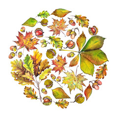 Circle design with autumn leaves, chestnuts and acorns. Watercolor illustration. 