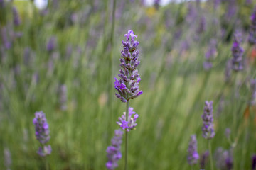 Closeup of Purple Lavender Flower