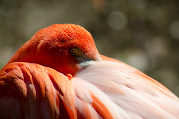 closeup of pink flamingo