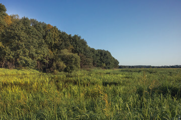 Fototapeta premium Summer countryside lush green wetland forest landscape at sunrise 