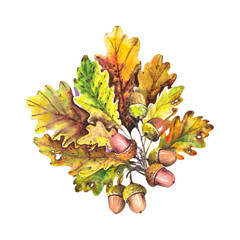 Colorful autumn oak leaves with acorns. Isolated element for design.  Watercolor illustration.