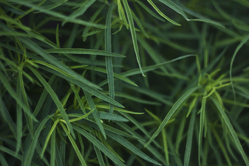 Green grall background