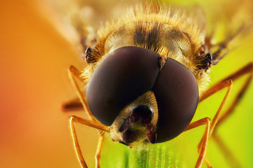 Fly sitting on a blade of grass, super macro