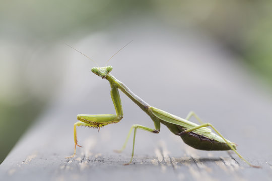 Praying Mantis stare