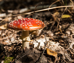 Autumn toxic mushroom Amanita in sunny autumn forest. Poisonous fungi with red dotted cap and white veil around the stipe under the cap. Concept - danger.