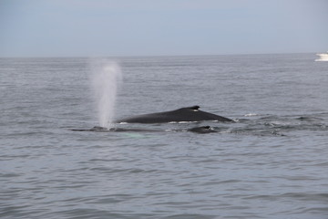 Fototapeta premium Whale Sighting