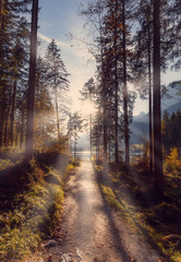 Obraz premium Wonderful natural background. Magical scenic and pathway through woods in the morning sun. Dramatic scene and picturesque picture. Location place Germany Alps, Europe. Awesome sunny landscape