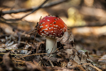 Toxic mushroom Amanita covered with autumn fallen leaves and pine needles. Poisonous fungi with red dotted cap. Concept - danger.
