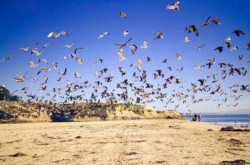 seagulls on beach