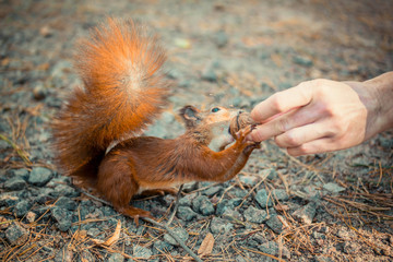 Friendly squirrel in the park takes a nut from a human hand