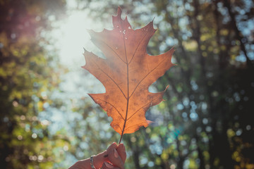 Autumn oak leaf in woman hands against silhouettes of trees