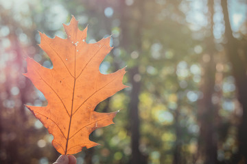 autumn oak leaf in man hands against silhouettes of trees