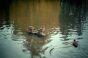 Ducks in a natural habitat