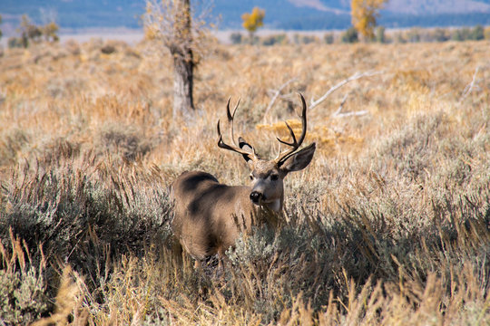 Mule Deer Buck with Nice Rack
