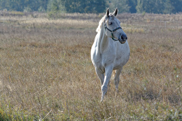 Biały koń spaceruje po polu