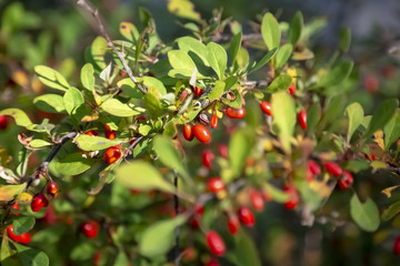 Obraz premium Bushes bright red barberry in the garden. Fruits and leaves.